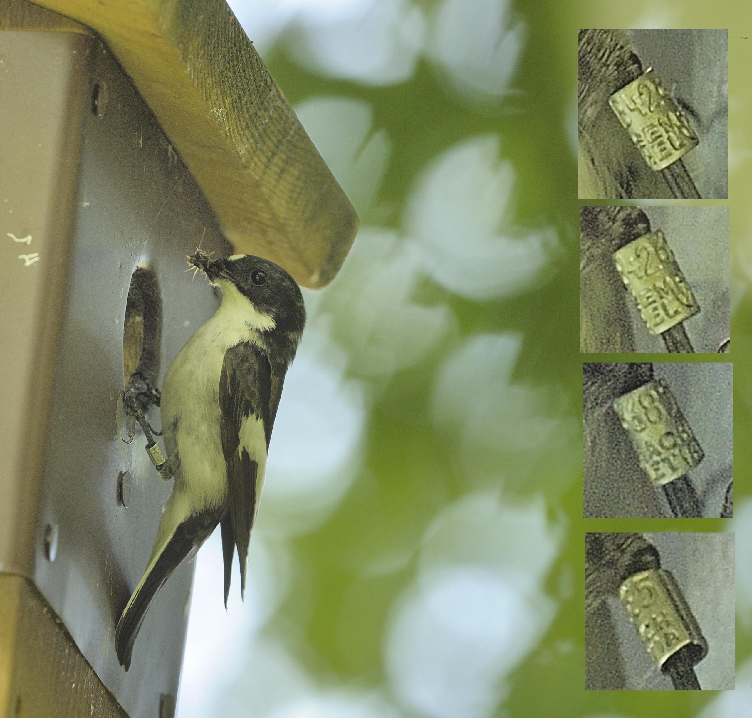 Gobemouche noir mâle ayant niché dans le Nord vaudois en 2017 © Jean-Lou Zimmermann